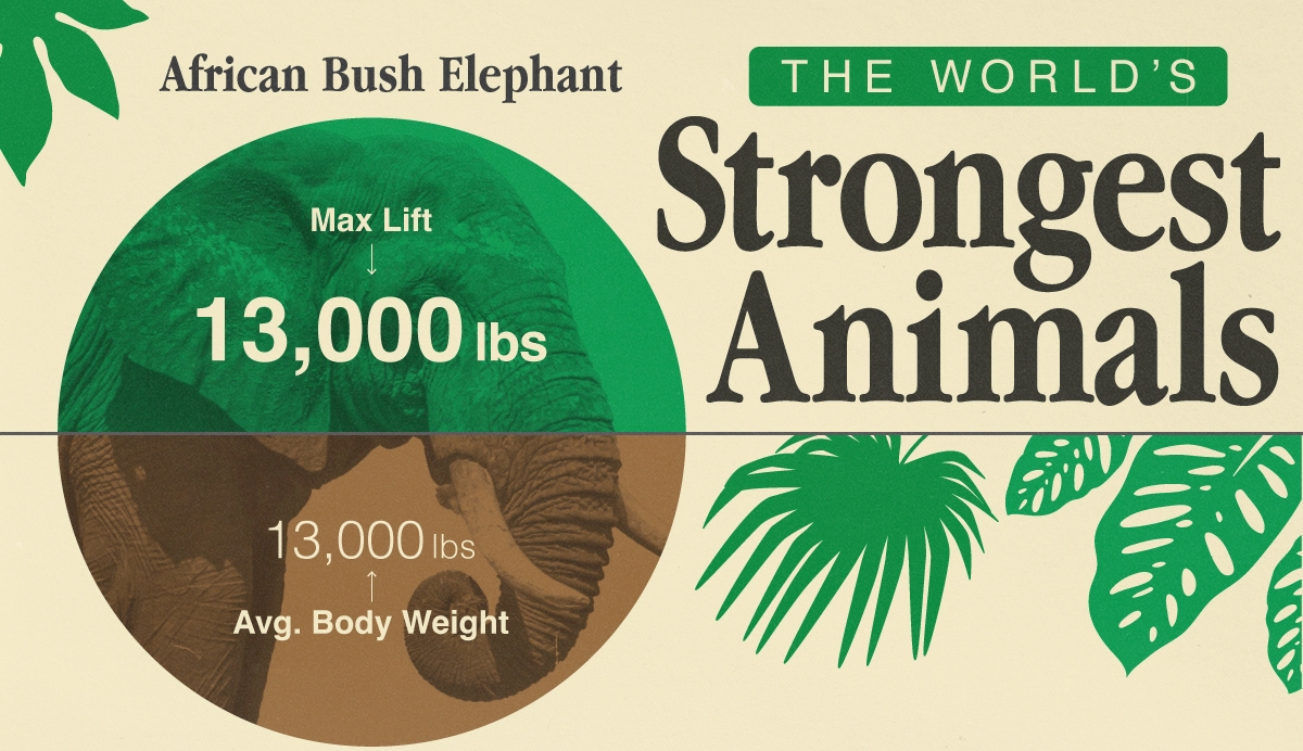 strongest animal pound for pound - Ilustrasi 3